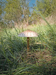 Parasol mushroom growing among green grass in the forest. Macrolepiota procera fungi
