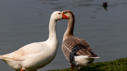 Image taken at Barigui Park in Curitiba, Paraná, Brazil.