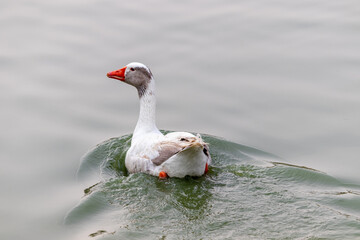 Photograph of a beautiful goose.