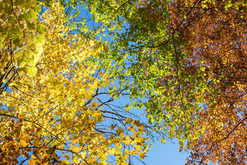view into tree crowns with autumnal leaves, sunny day in october