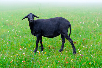 Black sheep of the family grazing grass