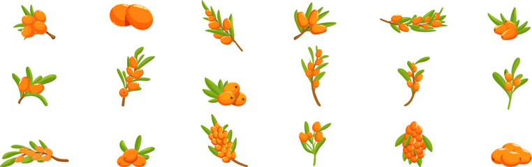 Sea buckthorn icons set. Set of sea buckthorn branch icons showing different stages of ripeness, from green to bright orange, for healthy food or cosmetics design