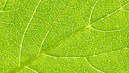 Macro photography of green leaf. Beautiful nature background. Leaf texture with veins close-up. Environment and ecology concept.