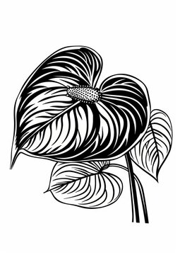 black and white anthurium plant drawing clip art preview