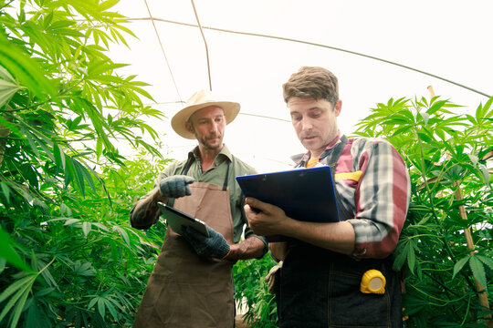 Two male cannabis marijuana farmers inspect plant health and growth using tablet and clipboard, growing weed plants, leaves, flowers and nature in a greenhouse garden, medical remedies and medicine.