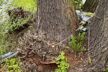 Environmental pollution: litter and plastic waste trapped between tree trunks in a natural landscape. Concept of environmental damage, pollution, and the impact of human activities on nature