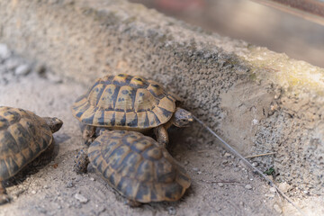 two land tortoises walking on gray ground outdoors