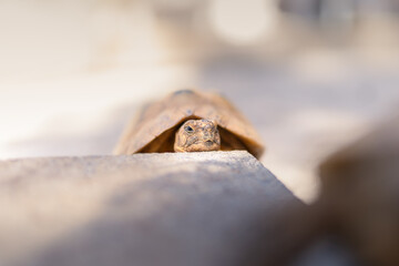 land turtle hiding inside its shell outdoors