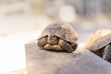 land turtle hiding inside its shell outdoors