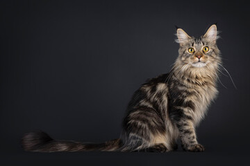 Obraz premium Pretty black tabby Maine Coon cat, sitting up side ways. Looking towards camera with yellow eyes and sweet expression. Isolated on a black background.
