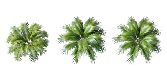 palms png transparent background