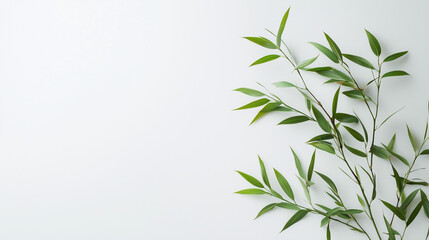 Naklejka premium Minimalist lucky bamboo green leaves frame on white background with copy space, Eco-friendly design background with Text space.