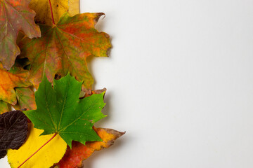 autumn leaves on a white background