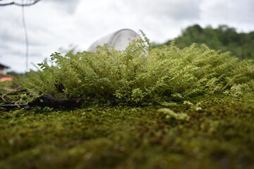 Pilea microphylla. The leaves are small oval, dark green, smooth and fresh. close up gunpowder...