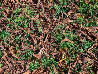 Autumn leaves on a grassy bank