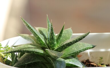 Leaves of different succulents on a blurry background
