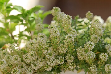 White Alyssum blooms in close-up on a blurred background
