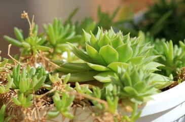Fototapeta premium Leaves of different succulents on a blurry background 