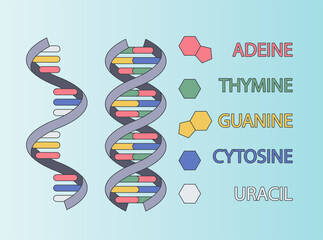 DNA vector illustration isolated. Model of the molecular structure of DNA strands. Genetic engineering concept. Medical Education Illustration