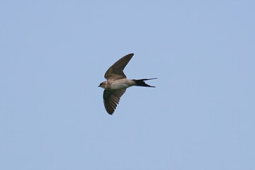 Obraz premium Red-rumped Swallow