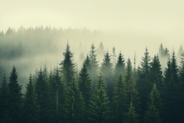 Photo of misty landscape with fir green forest in vintage retro style outdoors scenery nature.