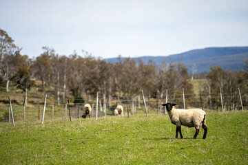 Merino sheep, grazing and eating grass in New zealand and Australia in summer