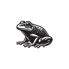 frog on white background.