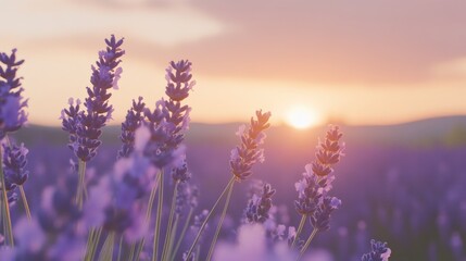Fototapeta premium Lavender Field Swaying in the Gentle Breeze at Sunset