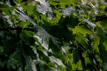 A tree branch with green leaves and water drops enhancing beauty