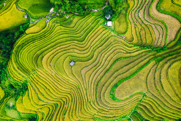 Terraced rice field with barn during harvest season