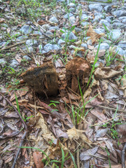 Pisolithus arhizus or Pisolithus Tinctorius is a mushroom similar to a malformed ball of earth.  Also called the dyeball fungus and dead mans foot.