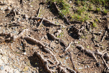 A large collection of tree roots is sprawling across the ground