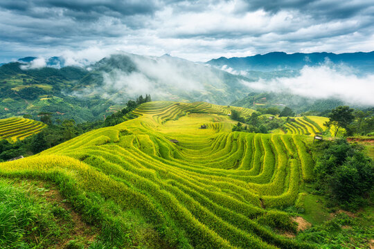 Lush green rice field terraces enveloped in fog during harvest season in countryside at Hoang Su Phi, Vietnam