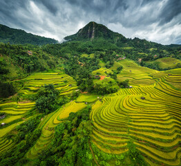 Fototapeta premium Terraced rice field with barn during harvest season at Hoang su phi, Vietnam