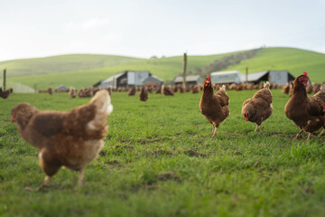 free range chicken farm in australia, pasture raised eggs on a regenerative sustainable agricultural farming on green grass in a field © William