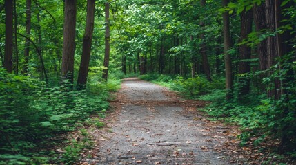Pathway Through a Lush Forest