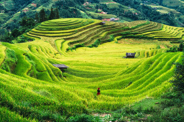 Lush rice field terraces with female villager standing in farmland