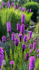 Fototapeta premium Purple coneflowers and prairie gayfeathers AI generated Art