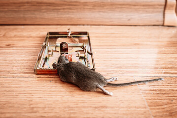 A gray mouse is pressed dead in a mousetrap at home. Concept of unwanted residential intruders.