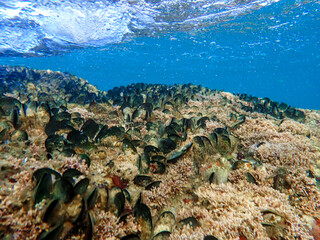 Mussels underwater on a rock on the sea shore, natural scene in mediterranean sea,  Black mussels undersea, mussels on rocks undersea, group of common mussels together underwater, Mediterranean food.
