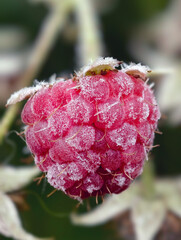 Close-up macro photo of a Everbearing raspberry with berries in morning frost.