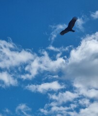 seagull in sky