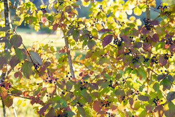Black Berries in Sunlight on a Late Autumn Day