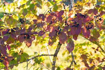 Black Berries in Sunlight on a Late Autumn Day