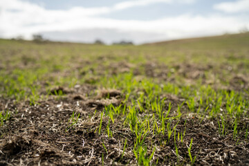 wheat and oat grain food crop growing in a field on a sustainable agricultural farm