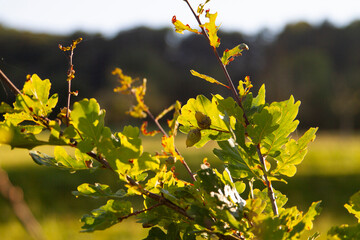 Oak Leaves and Acorns in Golden Light
