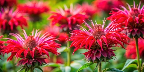 A vibrant burst of crimson and pink, these wild flowers showcase their intricate beauty against a backdrop of soft green foliage.