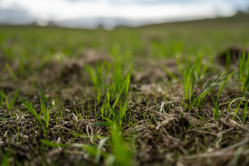 wheat and oat grain food crop growing in a field on a sustainable agricultural farm