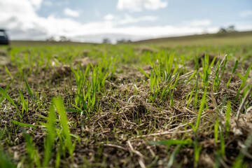 wheat and oat grain food crop growing in a field on a sustainable agricultural farm