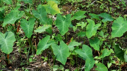taro trees that grow wild in plantations